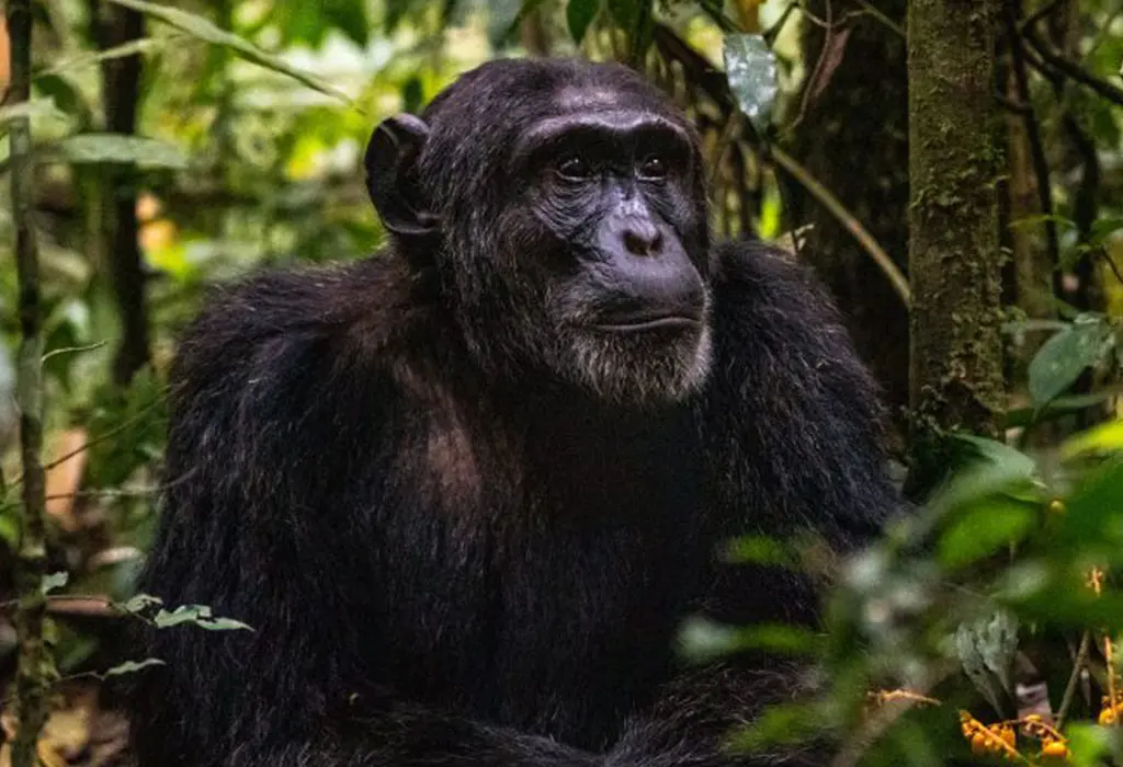Nyungwe Chimpanzees 5 Chimpanzee sitting among dense vegetation in a lush tropical forest.