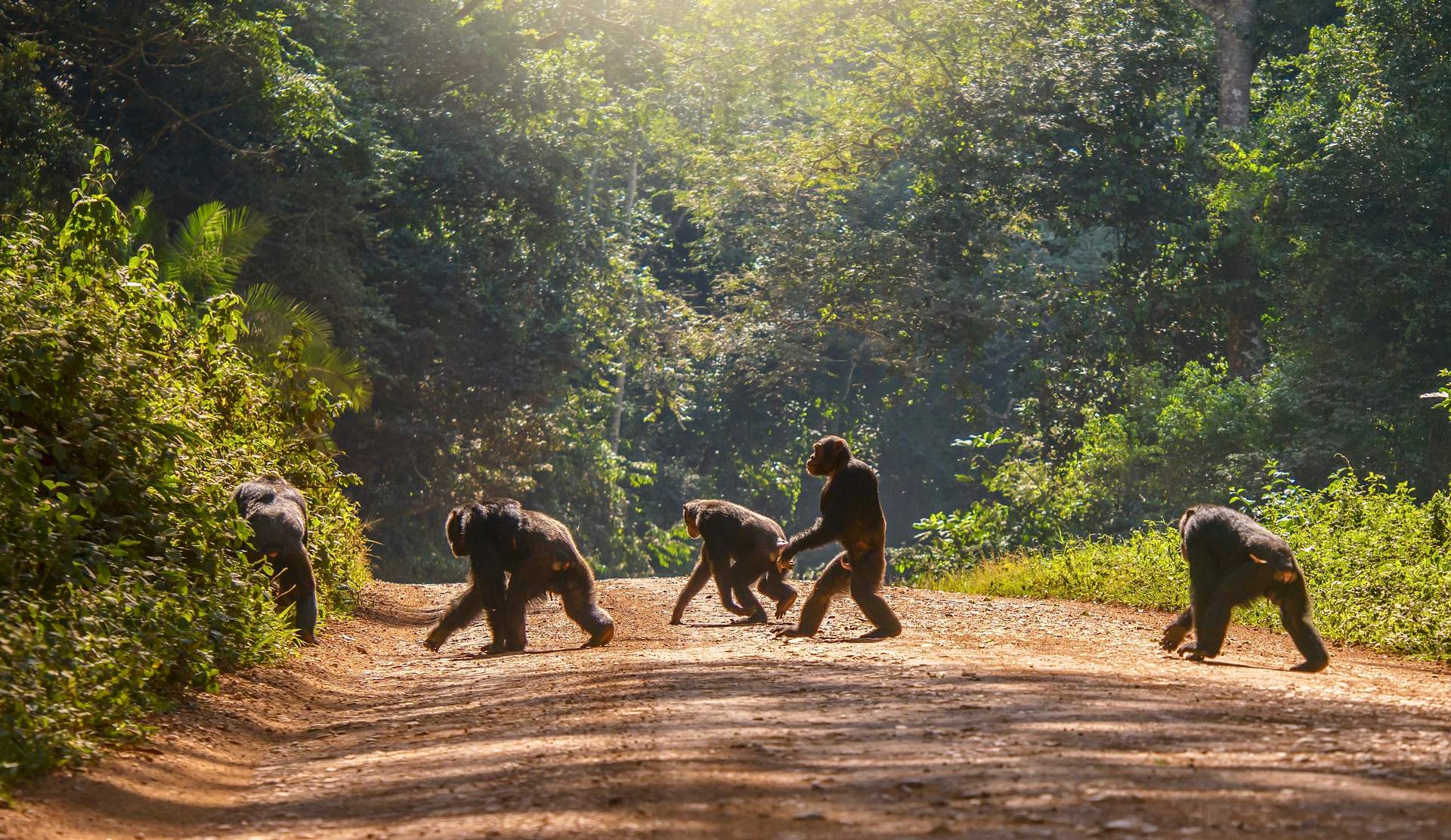 Nyungwe Chimpanzees 7 Five chimpanzees walking across a sunlit dirt road surrounded by dense tropical forest.