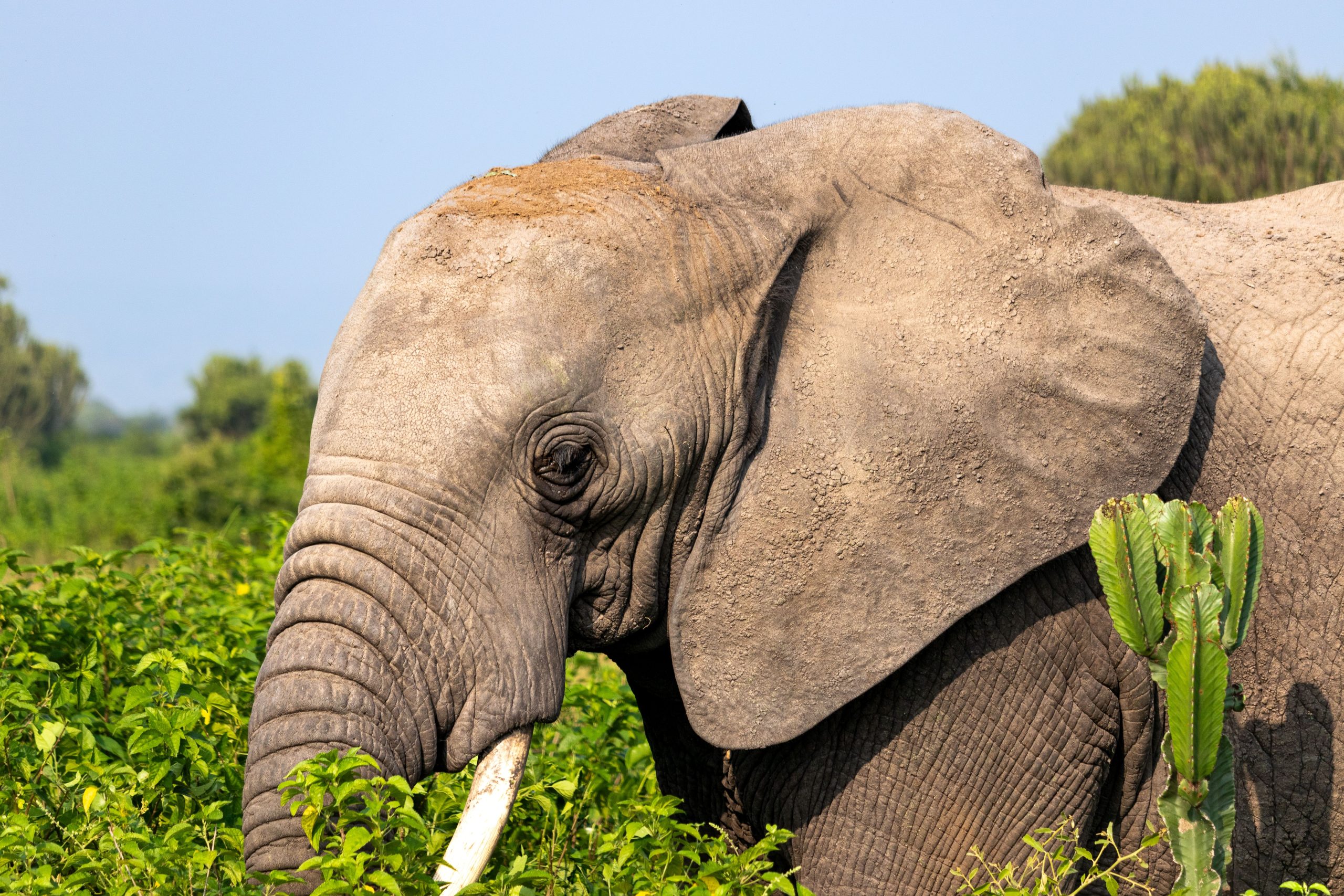 Best Unforgettable Gorilla Trekking Adventures You Can't Miss in 2026/2027 21 African bush elephant browsing in lush vegetation during a wildlife safari in Uganda, often combined with unforgettable gorilla trekking adventures.