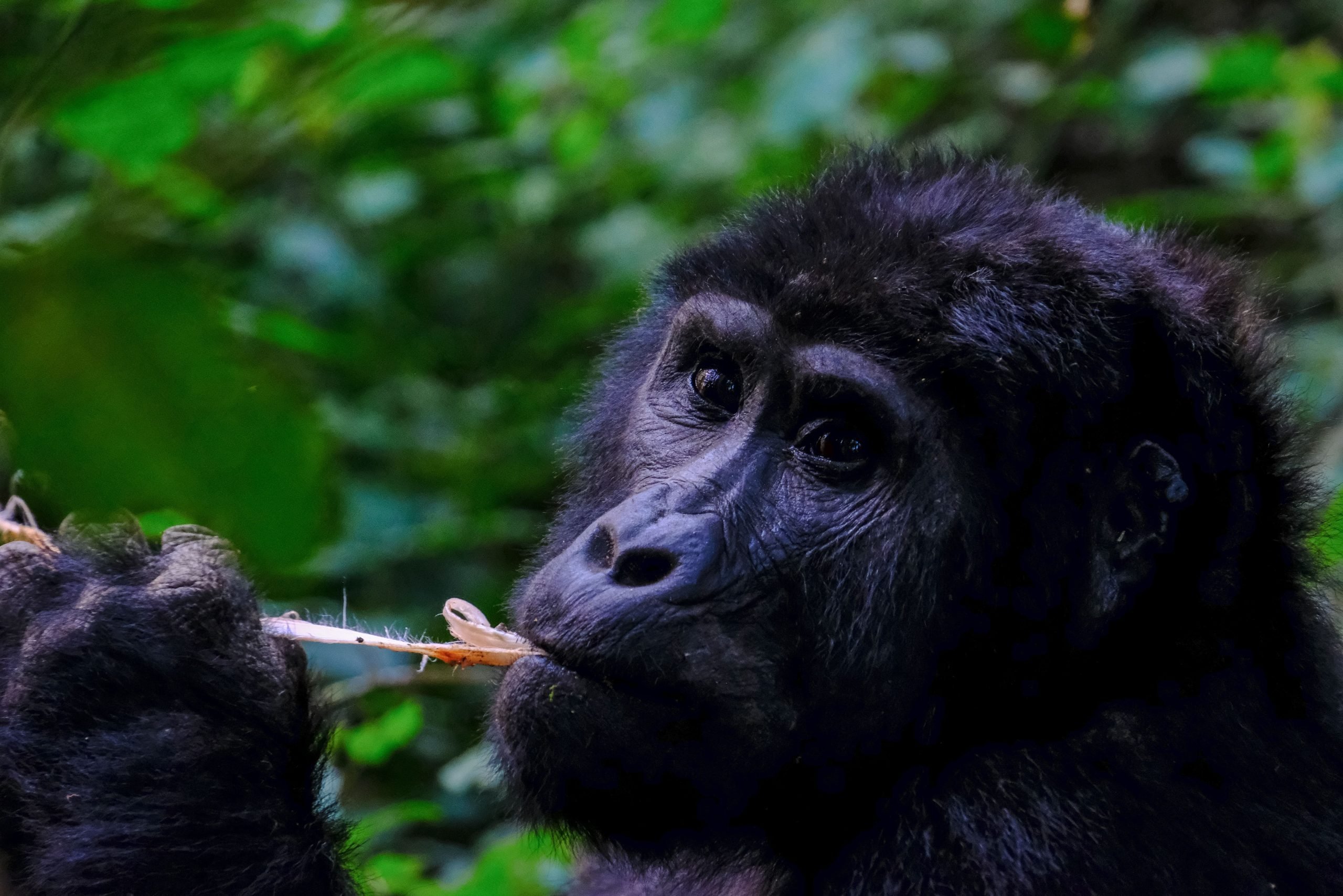 Best Unforgettable Gorilla Trekking Adventures You Can't Miss in 2026/2027 9 Visitors trekking through Bwindi Impenetrable Forest during the dry season for an unforgettable mountain gorilla encounter.