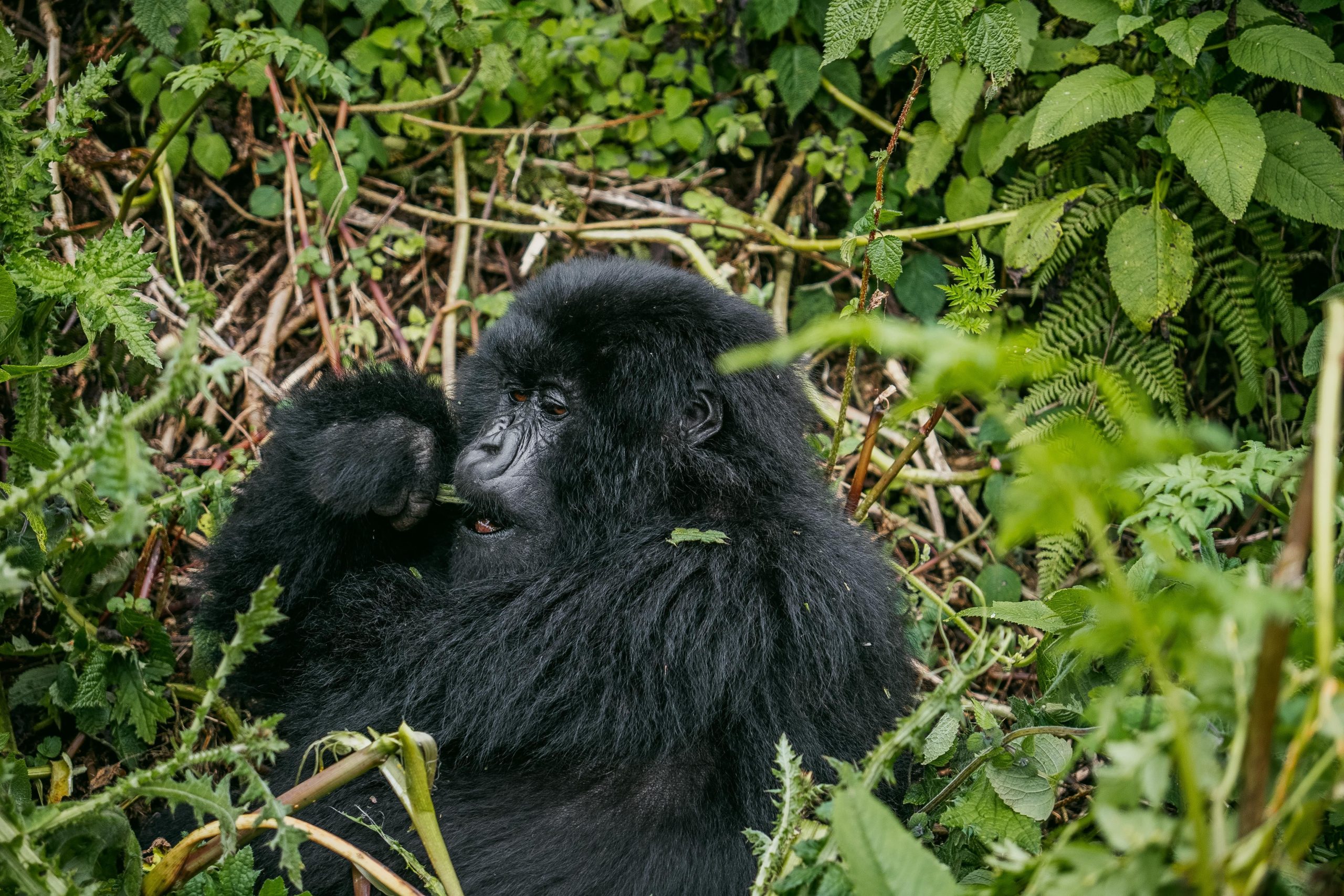 Best Unforgettable Gorilla Trekking Adventures You Can't Miss in 2026/2027 5 Mountain gorillas in Bwindi, Volcanoes, Mgahinga, and Virunga National Parks, the best destinations for unforgettable gorilla trekking adventures in Africa.