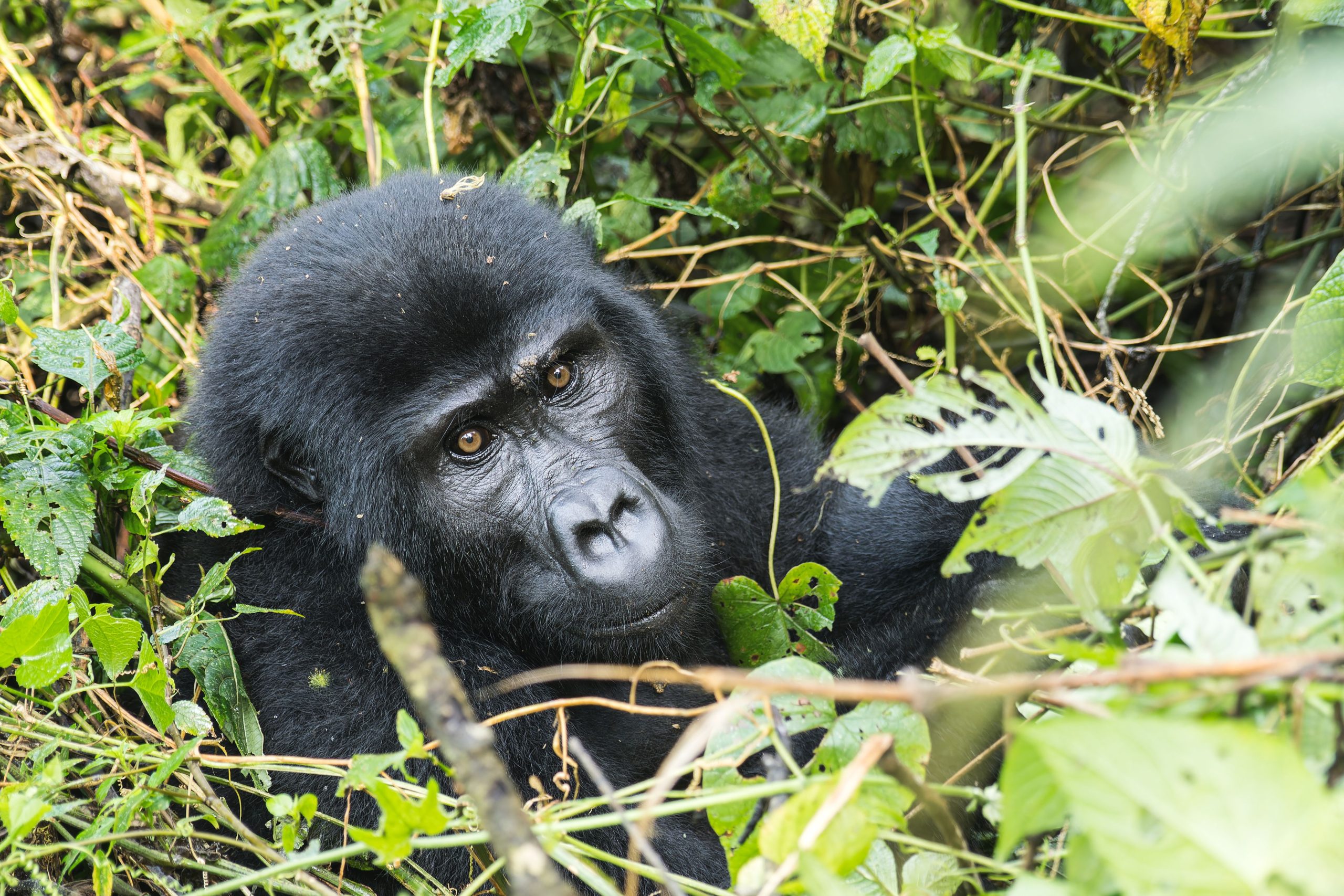 Best Unforgettable Gorilla Trekking Adventures You Can't Miss in 2026/2027 7 Travelers following an experienced ranger through a dense African rainforest during a guided mountain gorilla trekking adventure.