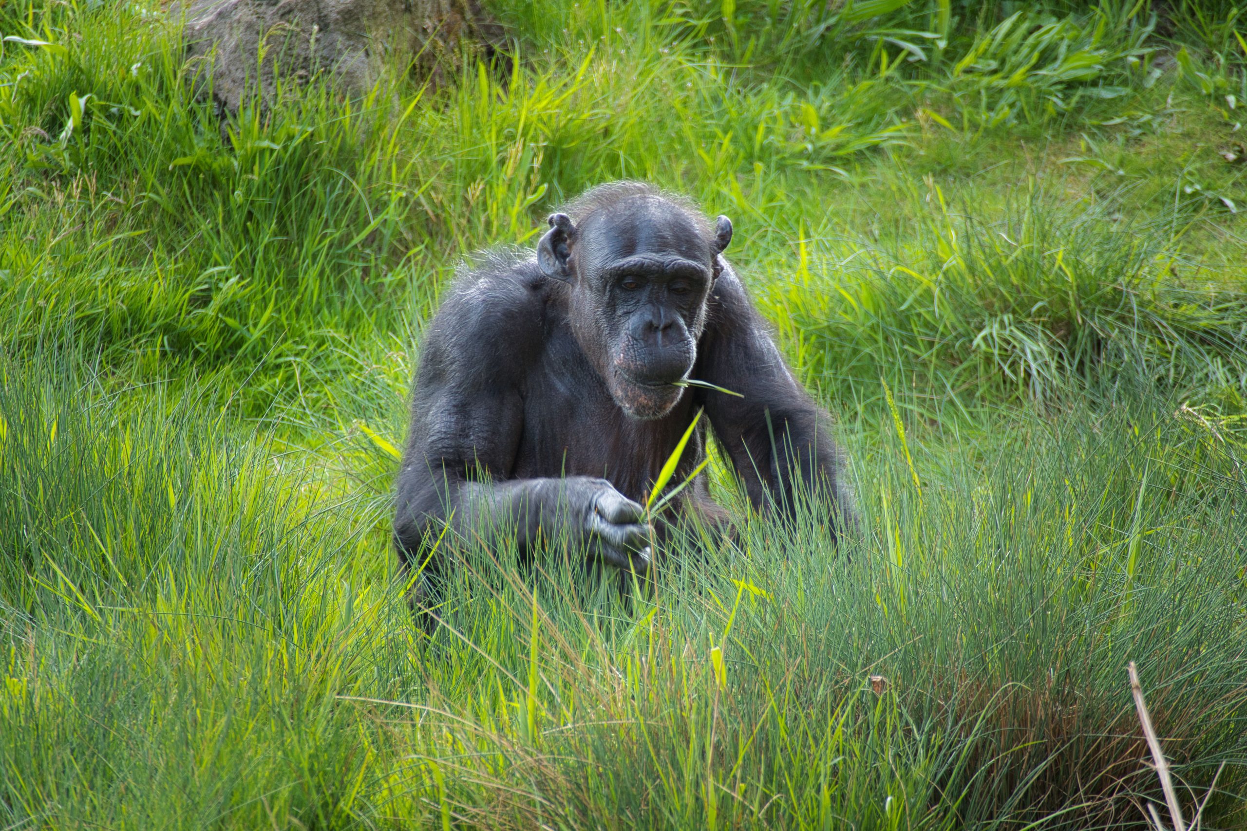 Best Unforgettable Gorilla Trekking Adventures You Can't Miss in 2026/2027 13 Tree-climbing lions, chimpanzees, golden monkeys, and Lake Bunyonyi are among the top attractions that can be combined with unforgettable gorilla trekking adventures in Uganda and Rwanda.