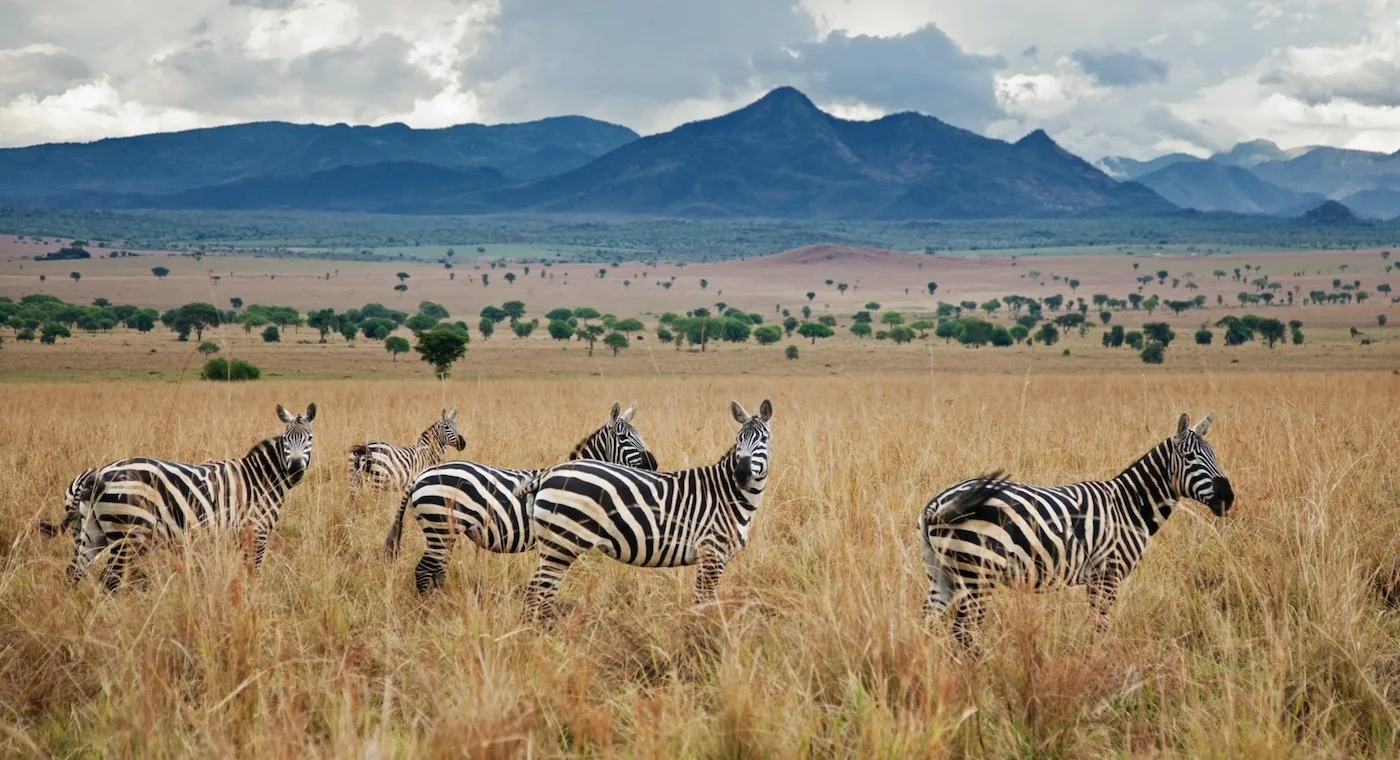 What Makes Kidepo Valley Unique From Other Parks? 13 Zebras and Kidepo savannah scenery Uganda