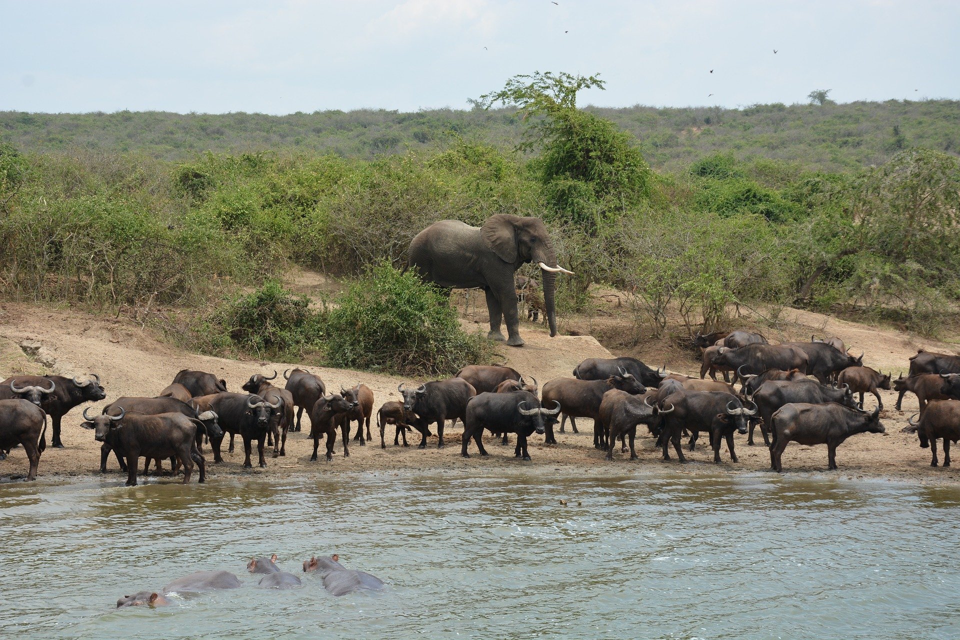 Queen Elizabeth National Park Guide 3 Elephant, buffalo herd, and hippos by a water body.