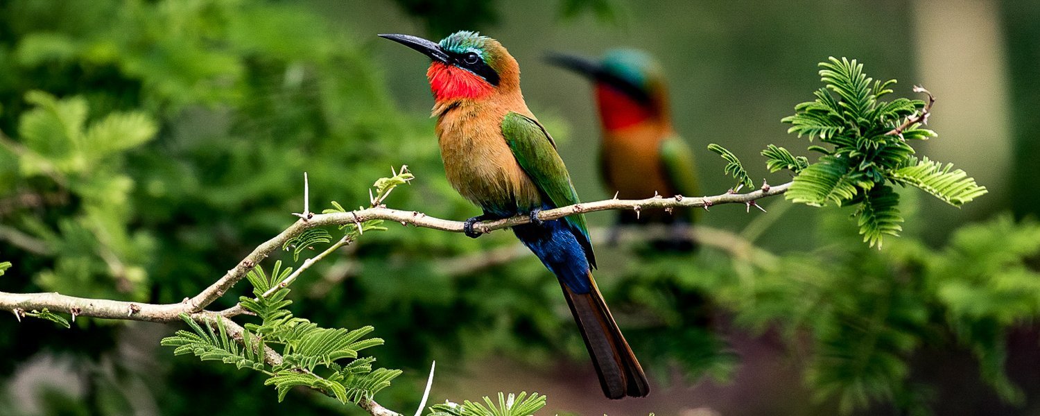 Birdwatching experience in Entebbe 5 Red-throated bee-eater during a Uganda birding safari at Murchison Falls