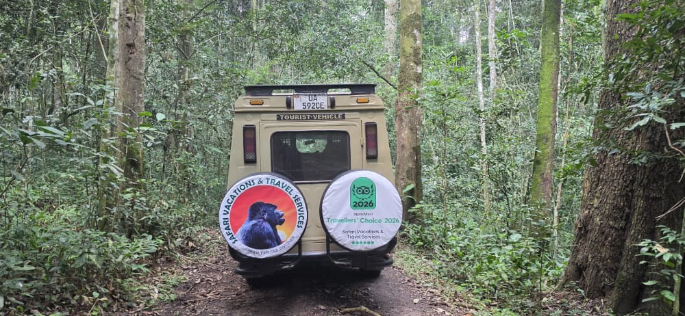 Incredible Uganda Wildlife Encounters: Ultimate Safari Guide 2026/2027 51 Safari Vacations and Travel Services Ltd safari vehicle driving through a lush Ugandan rainforest during a wildlife safari