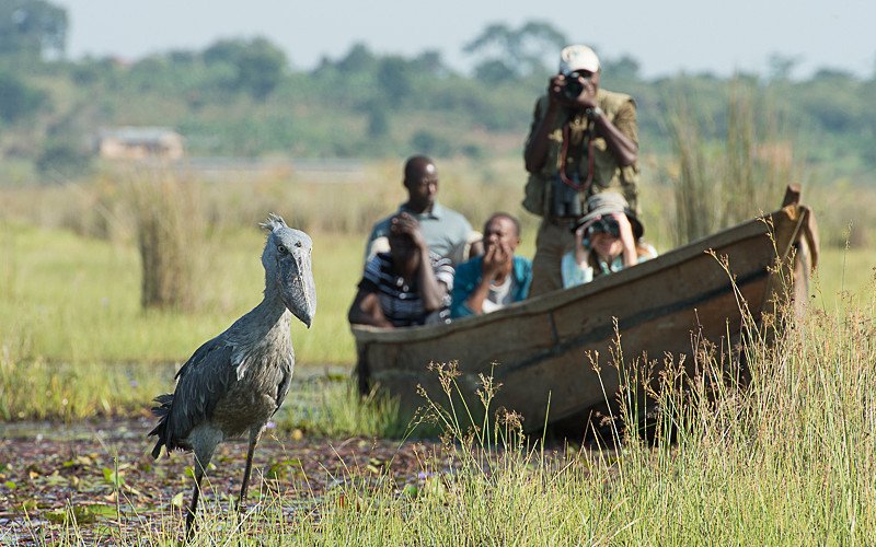 Shoebill birding safari with tourists in Uganda