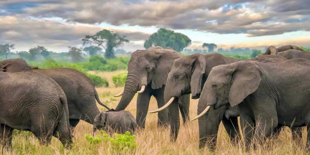 Uganda safari guide