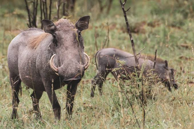 Queen Elizabeth National Park Guide 21 Two warthogs grazing in the grassy savannah of Queen Elizabeth National Park.