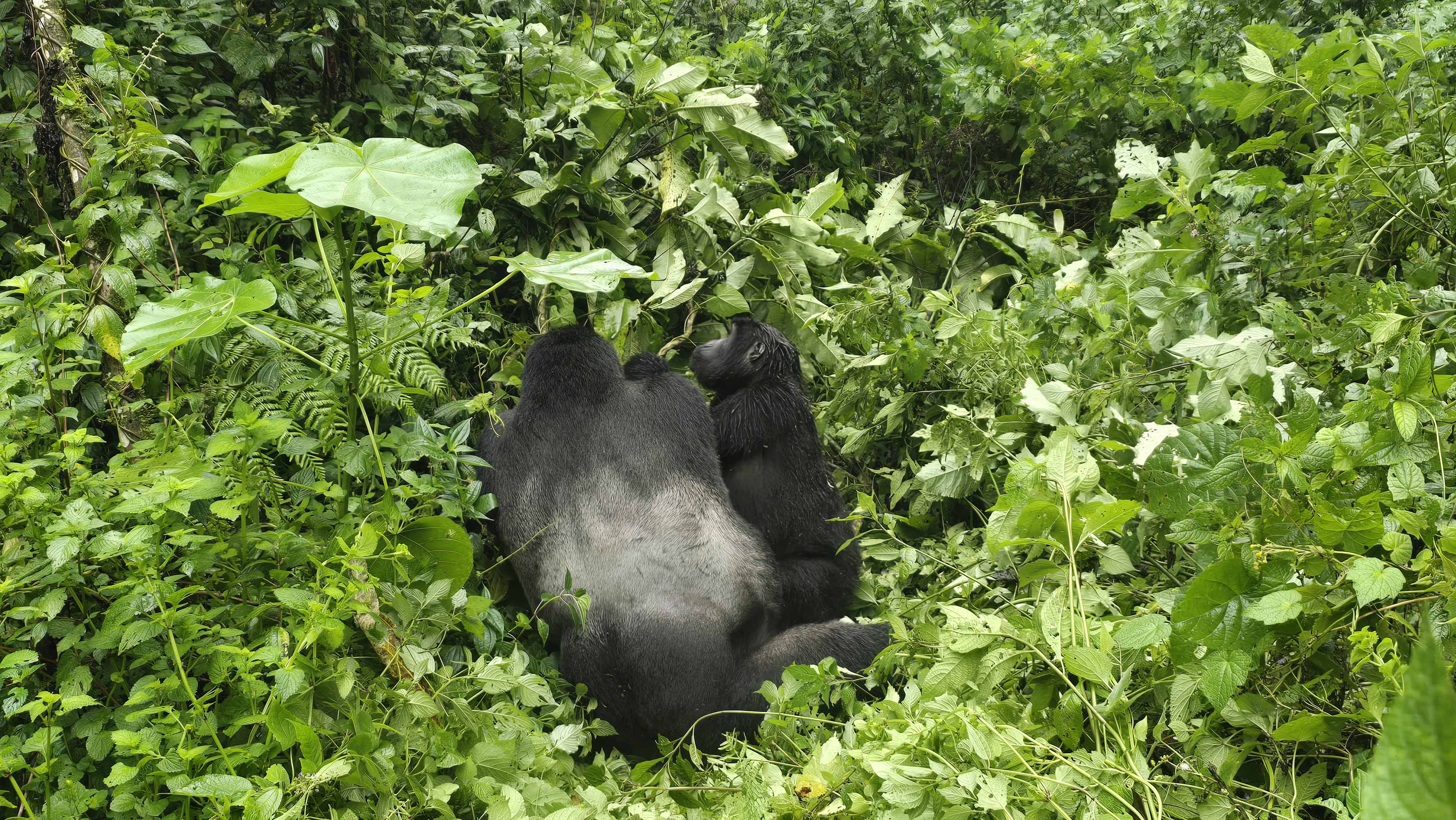Kibale Chimpanzee Trekking from Singapore | Private Kibale Safari 3 Berggorilla bwindi 20250812 5 in Bwindi Impenetrable National Park, Uganda