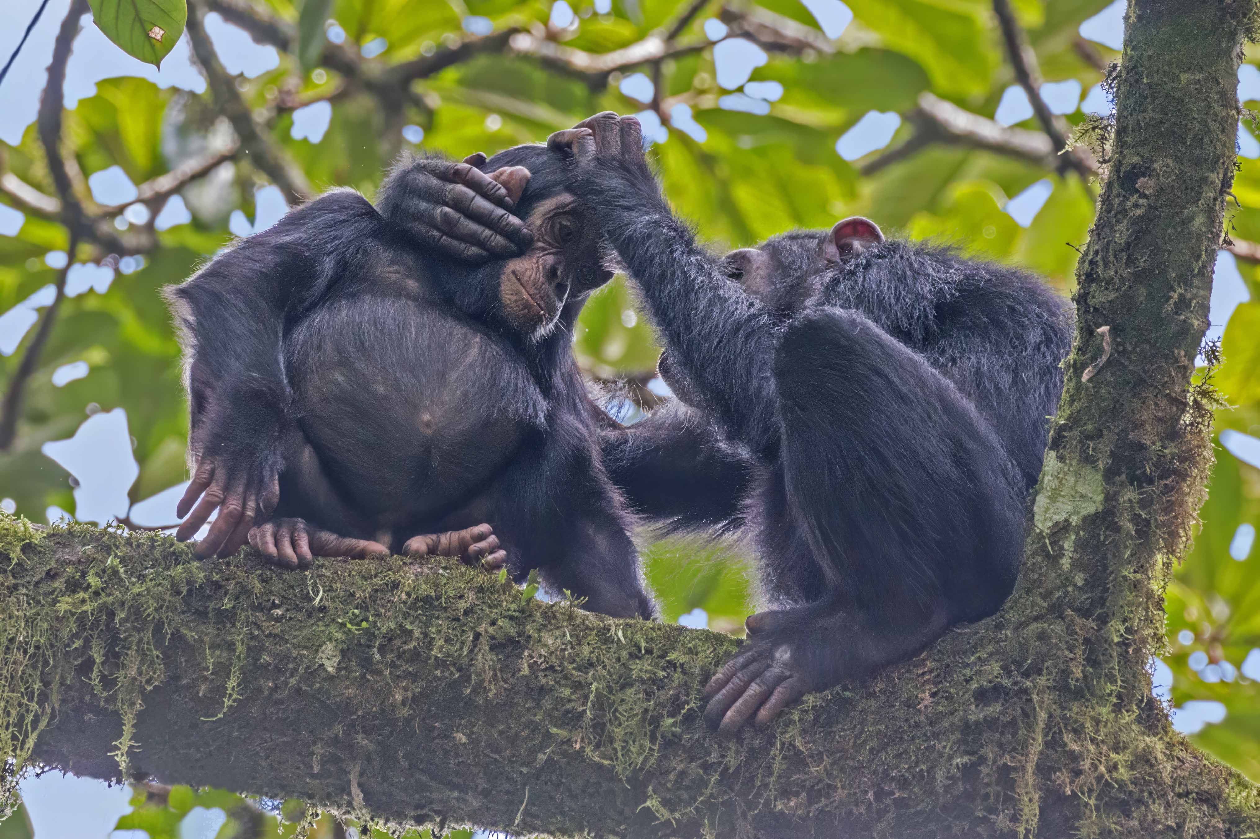 Kibale Chimpanzee Trekking from Singapore | Private Kibale Safari 7 Chimpanzees grooming in Kibale National Park, Uganda