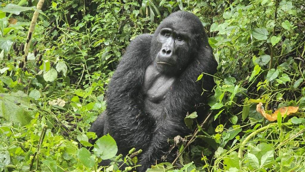 Mountain gorilla in Bwindi Impenetrable National Park Uganda