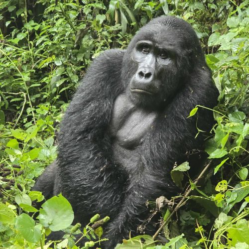 Mountain gorilla in Bwindi Impenetrable National Park Uganda