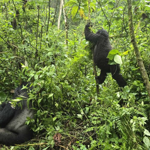 8 days Uganda safari from Singapore (12 days Uganda safari from Singapore)