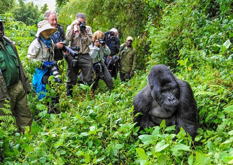10-Day Uganda and Rwanda Christmas Safari: Festive Gorilla & Wildlife Tour 21 10-Day Uganda and Rwanda Christmas Safari gorilla trekking tourists with a silverback in Bwindi