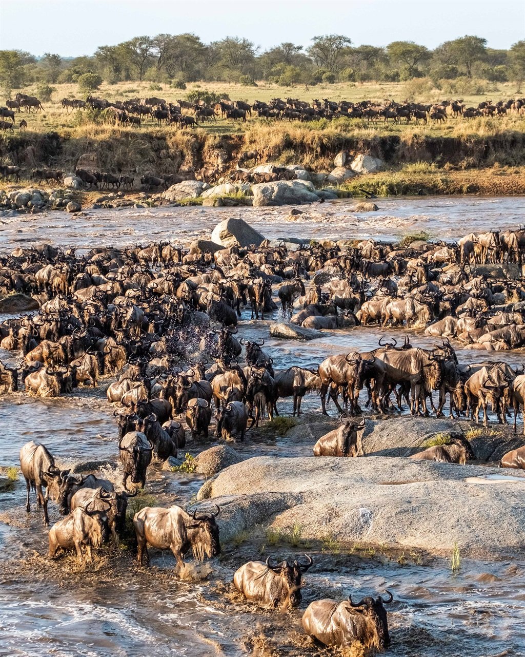 Uganda Gorillas and Serengeti Migration Safari Guide 5 Great wildebeest migration river crossing in northern Serengeti Tanzania