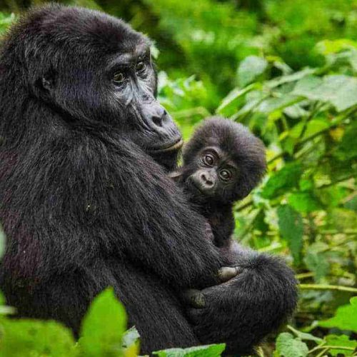 1-Day Gorilla Trekking from Kigali