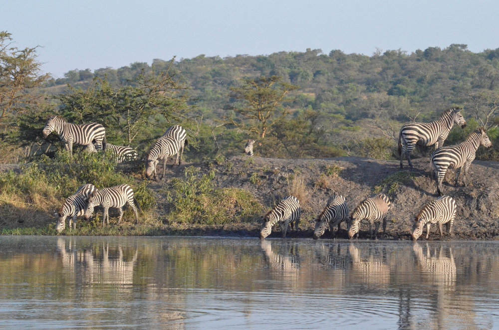 Uganda safari parks zebra viewing at Lake Mburo