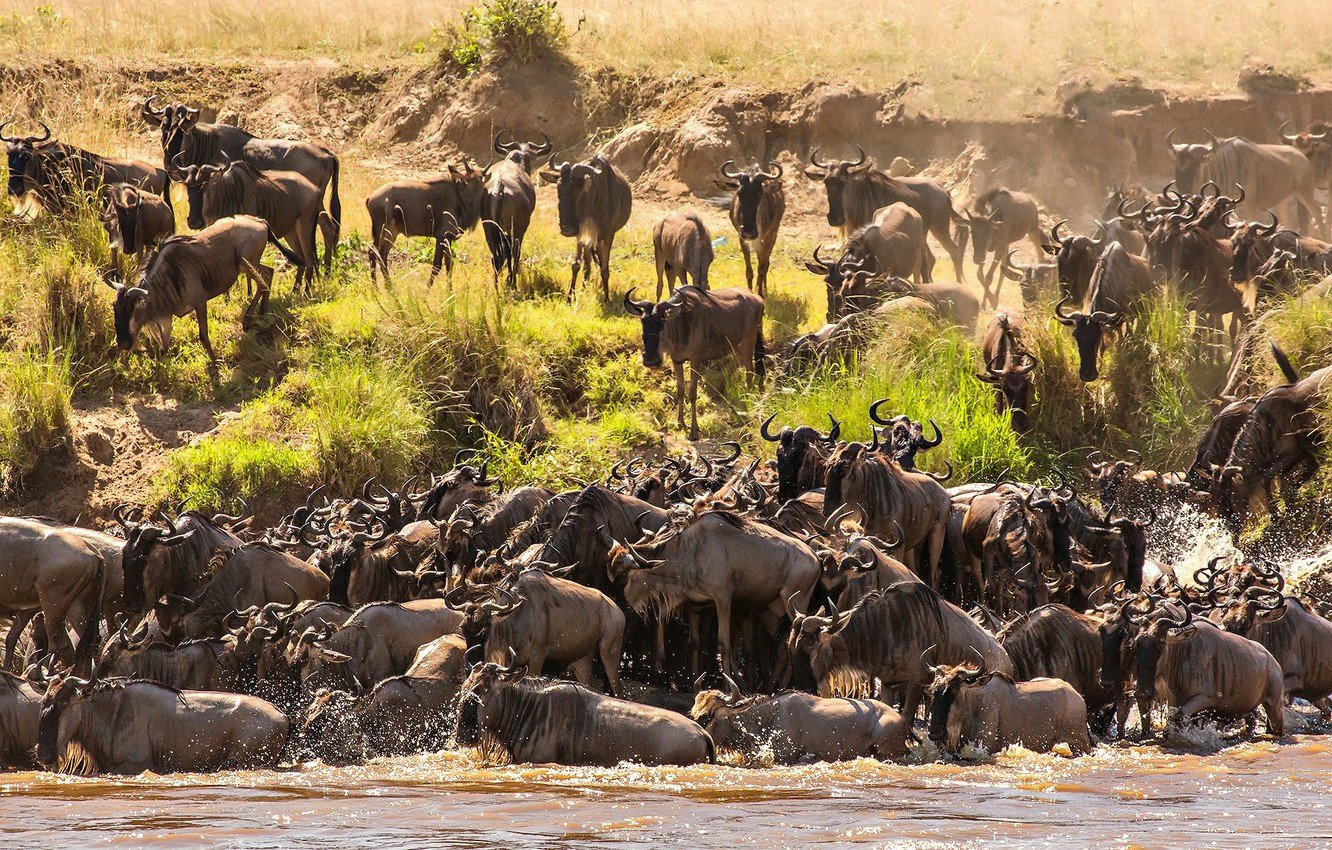 Uganda Gorillas and Serengeti Migration Safari Guide 23 Wildebeest river crossing during Serengeti Great Migration