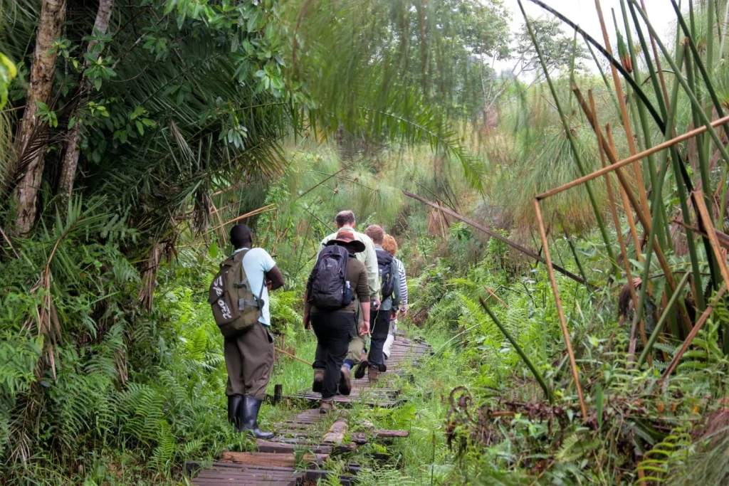 Kibale Forest National Park: Uganda's Chimpanzee Capital 9 Travelers walking with a local guide through Bigodi Wetland Sanctuary near Kibale National Park in Uganda