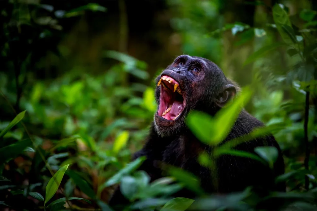 4-Day Uganda Gorilla and Chimpanzee Trekking Safari