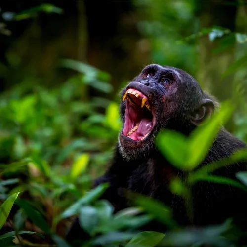 4-Day Uganda Gorilla and Chimpanzee Trekking Safari