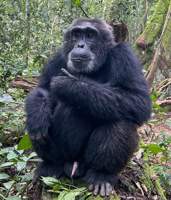 8-Day Uganda Safari