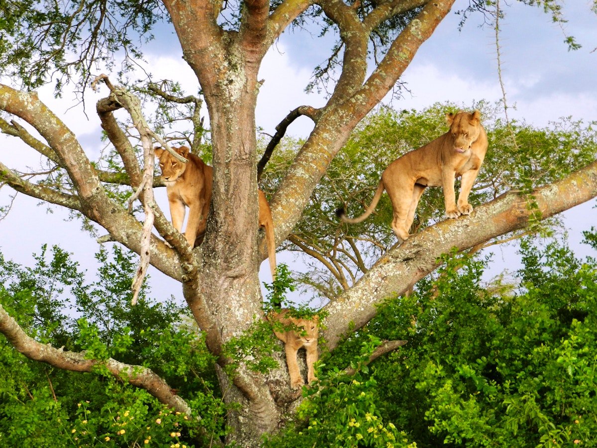 Tree-climbing lion during a luxury safari in Uganda