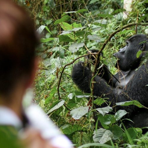 3 Days Gorilla Habituation in Uganda From Kigali