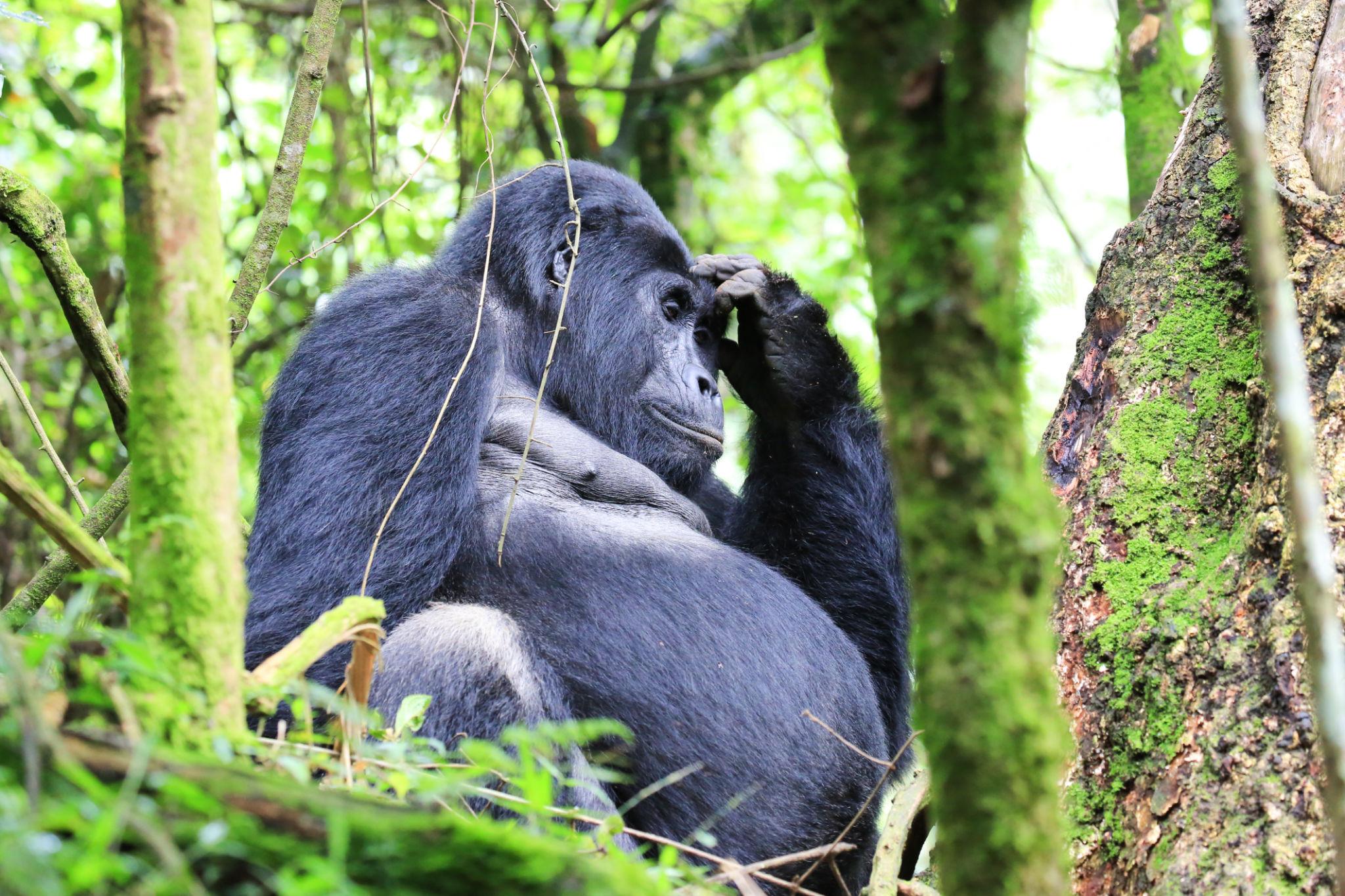 Mountain Gorilla Population in Uganda 11 Silverback in the mountain gorilla population in Uganda