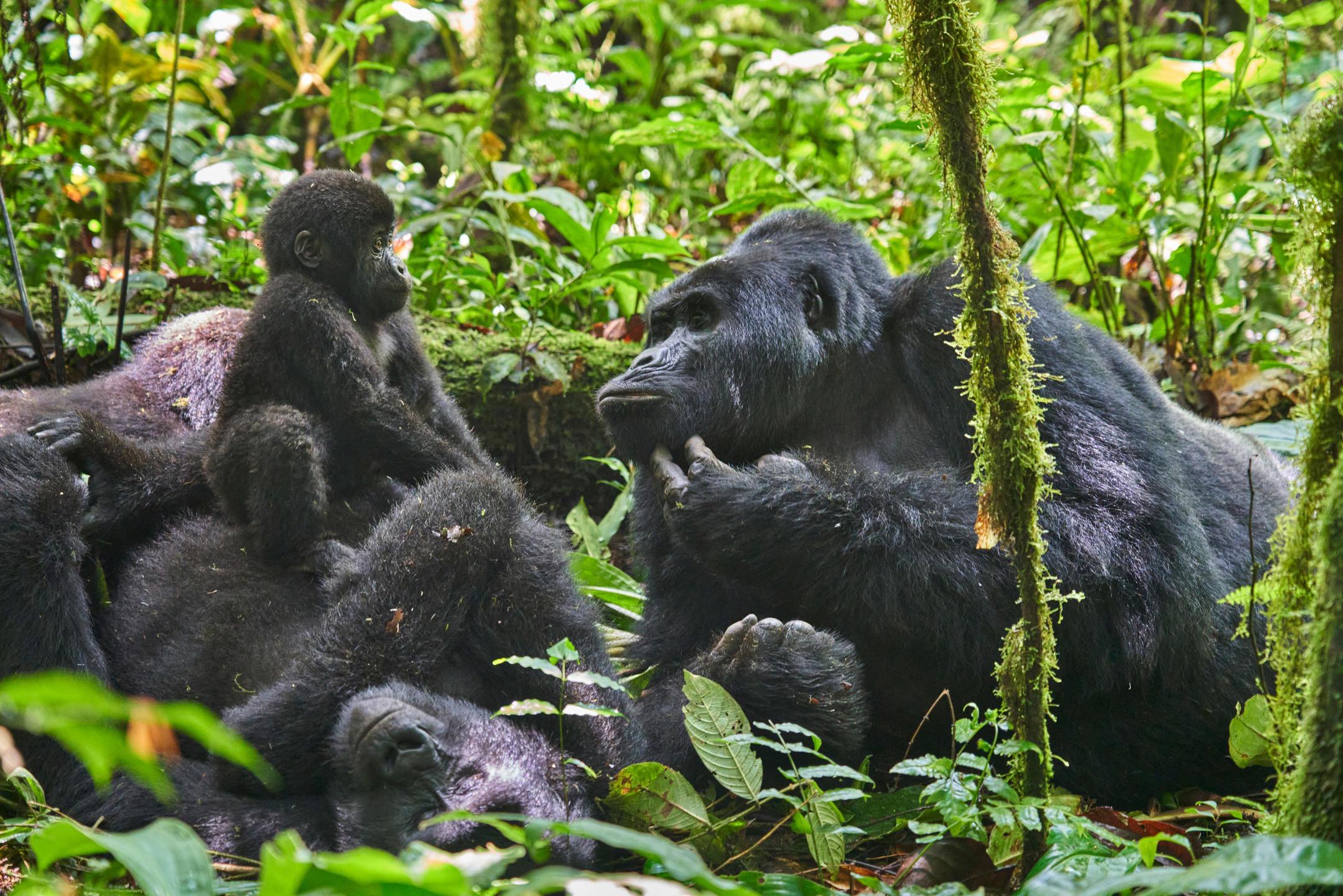Mountain Gorilla Population in Uganda 3 Bwindi gorilla population family in Rushaga Uganda