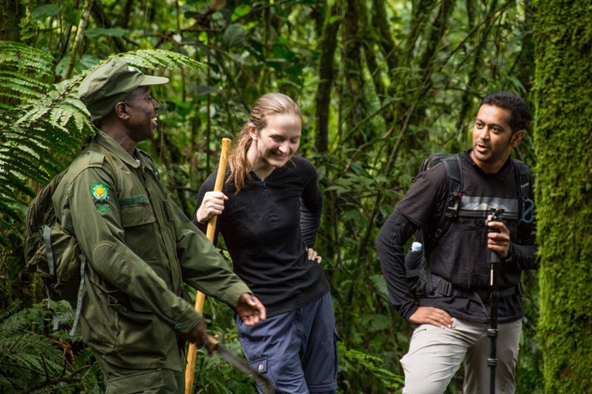 Mountain Gorilla Population in Uganda 5 Gorilla trekking in Uganda with ranger in Bwindi