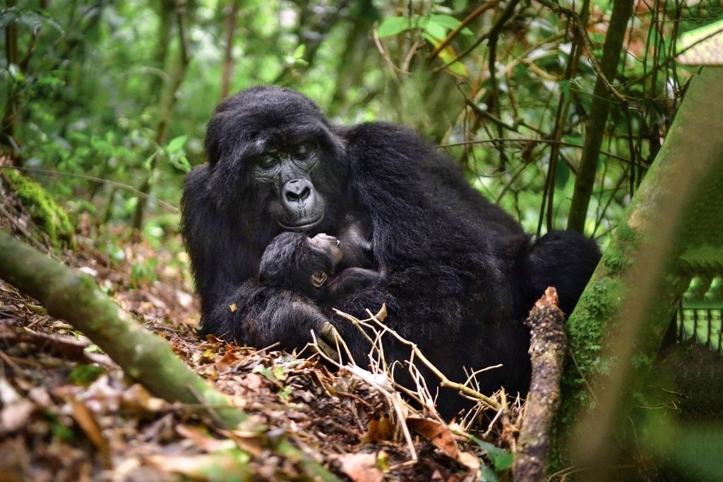 Mountain gorilla family in Bwindi Impenetrable National Park Uganda
