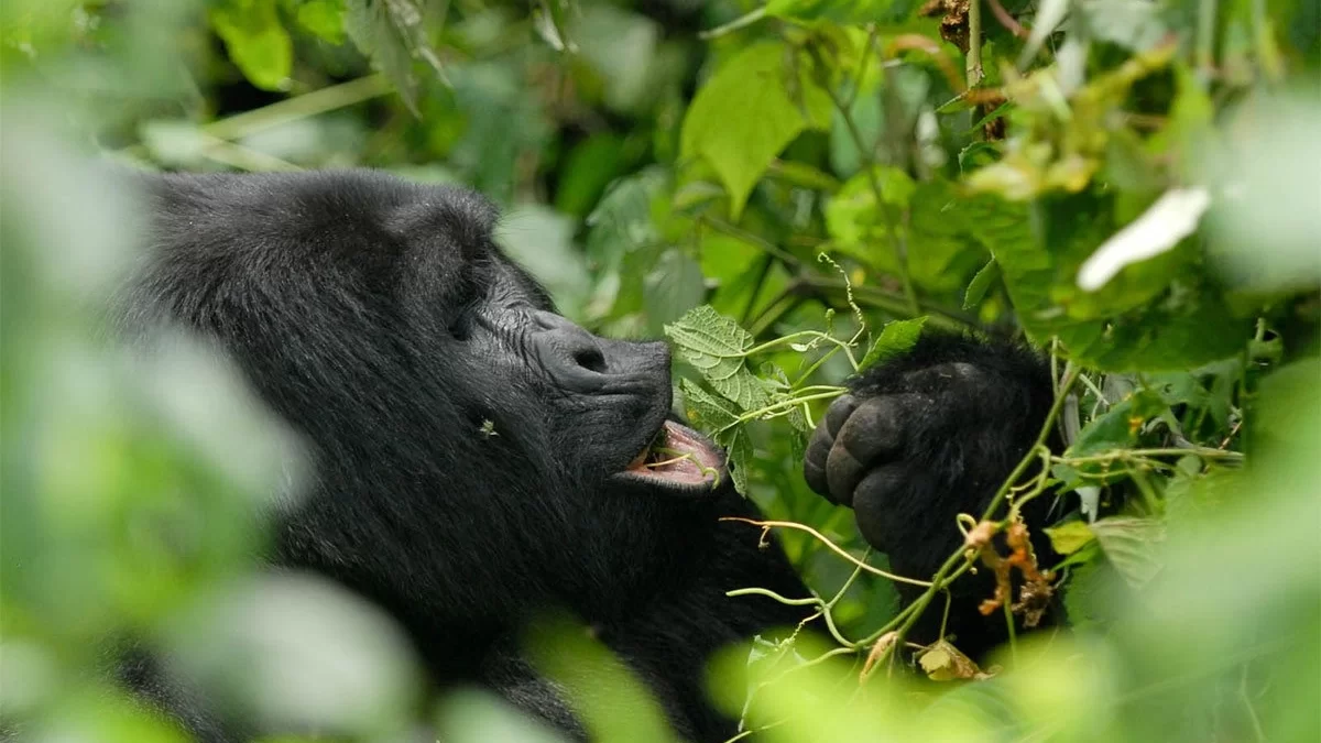 Uganda Safari Packages from Spain mountain gorilla trekking experience