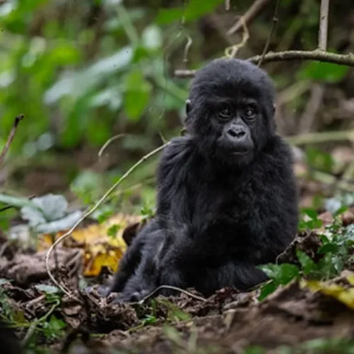 4-Day Double Gorilla Safari