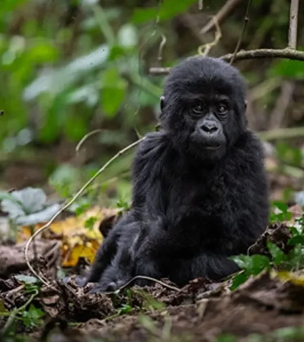 4-Day Double Gorilla Safari