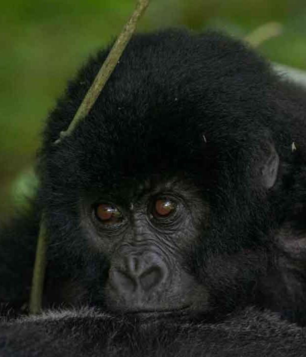 Affordable Christmas Safari in Uganda