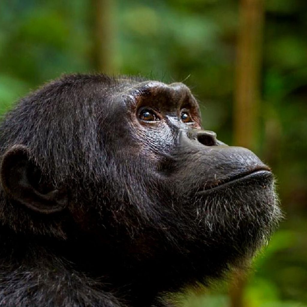 Chimpanzee in Uganda during a Halal Uganda Safari from Malaysia and primate trekking adventure