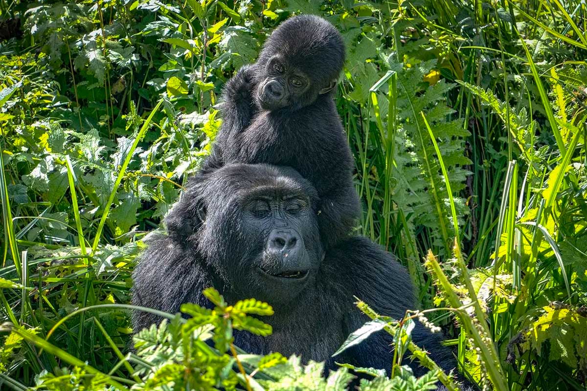 Is gorilla trekking in Uganda safe? 13 Is gorilla trekking in Uganda safe near a habituated mountain gorilla