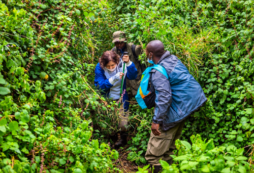 Gorilla trekking difficulty Rwanda