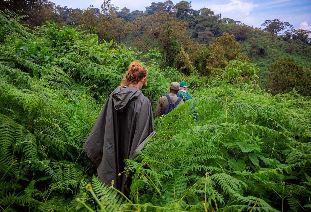 How Difficult Is Gorilla Trekking in Rwanda