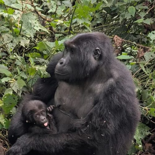 8-Day Uganda Safari