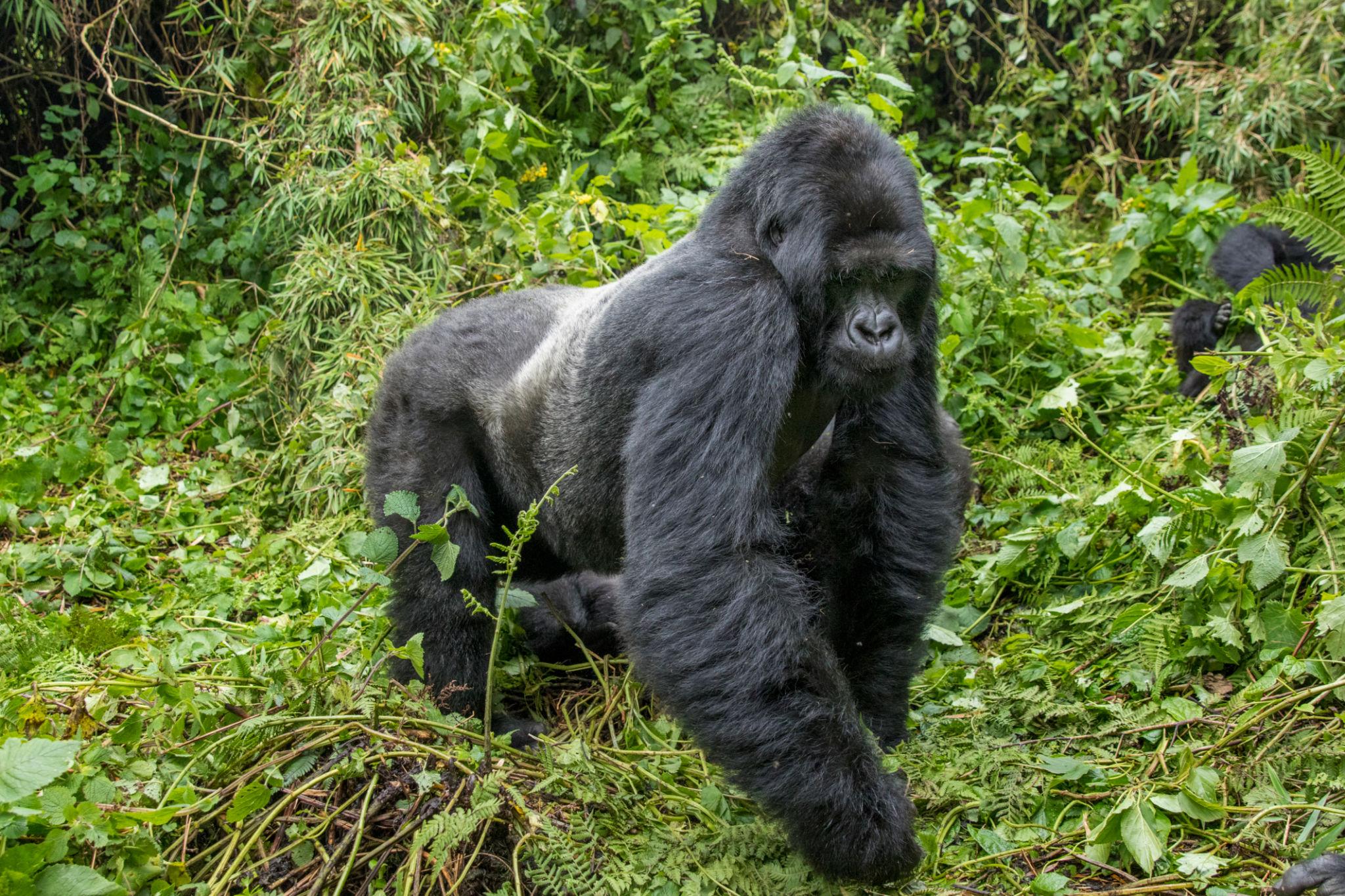 Online Gorilla Permit Booking 3 Mountain gorilla trekking in Rwanda for travelers arranging a Rwanda gorilla permit