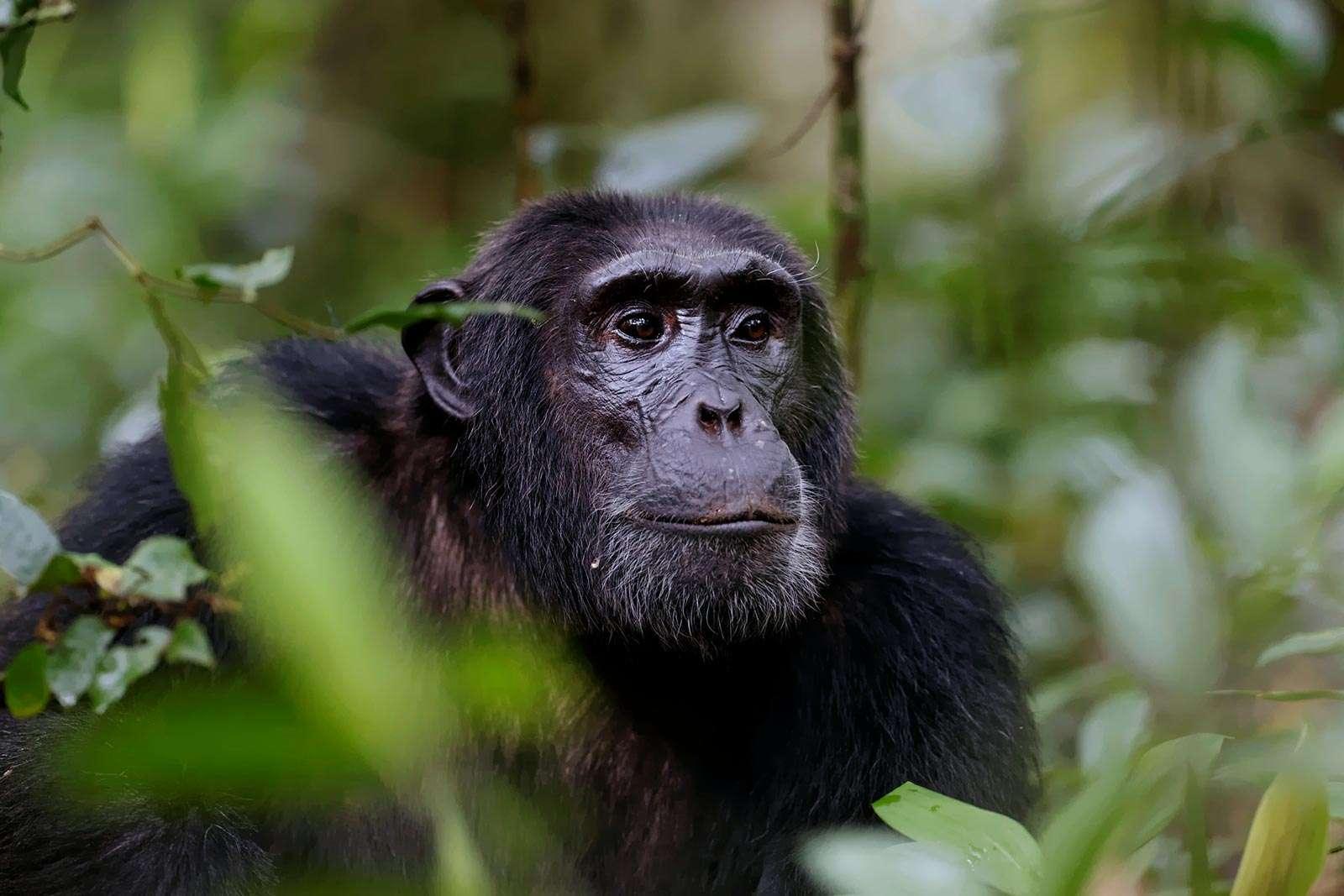 What Are the Top Attractions in Rwanda? 21 Chimpanzee trekking experience in Nyungwe Rwanda