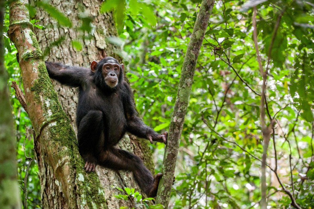 What Are the Top Attractions in Rwanda? 7 Chimpanzee trekking in Nyungwe National Park Rwanda