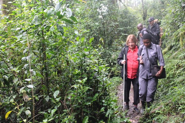 What Makes Gorilla Habituation Worth 4 Hours 13 Porter assisting traveller during gorilla trekking in Bwindi