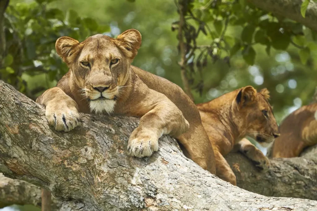 Tree-climbing lions resting in a tree in Queen Elizabeth National Park Uganda