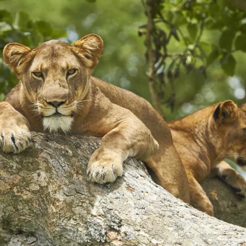Tree-climbing lions resting in a tree in Queen Elizabeth National Park Uganda