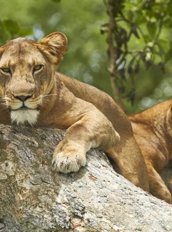 Tree-climbing lions resting in a tree in Queen Elizabeth National Park Uganda